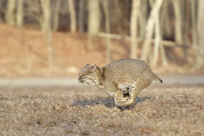 Framed Print : Bobcat running through field Framed Print : Bobcat running through field