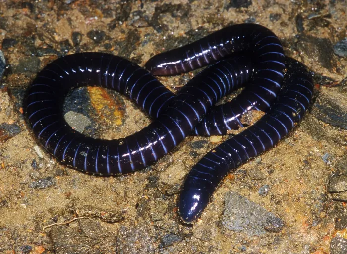 Framed Print : Boettgers Caecilian