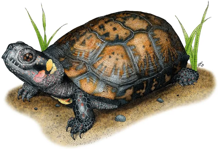 Framed Print : Bog Turtle Framed Print : Bog Turtle