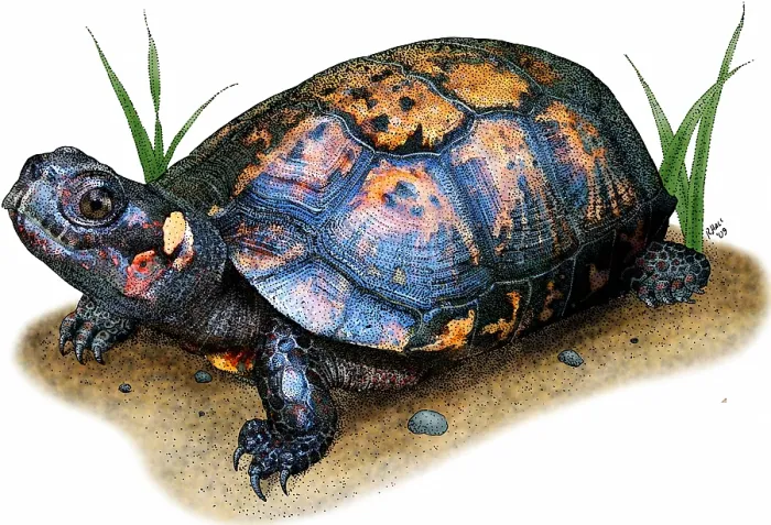 Framed Print : Bog Turtle Framed Print : Bog Turtle