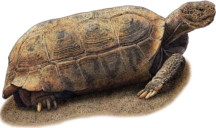 Framed Print : Bolson Tortoise, Illustration Framed Print : Bolson Tortoise, Illustration