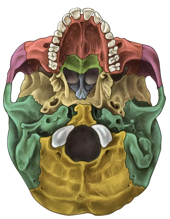 Framed Print : Bones of the Skull (Inferior)