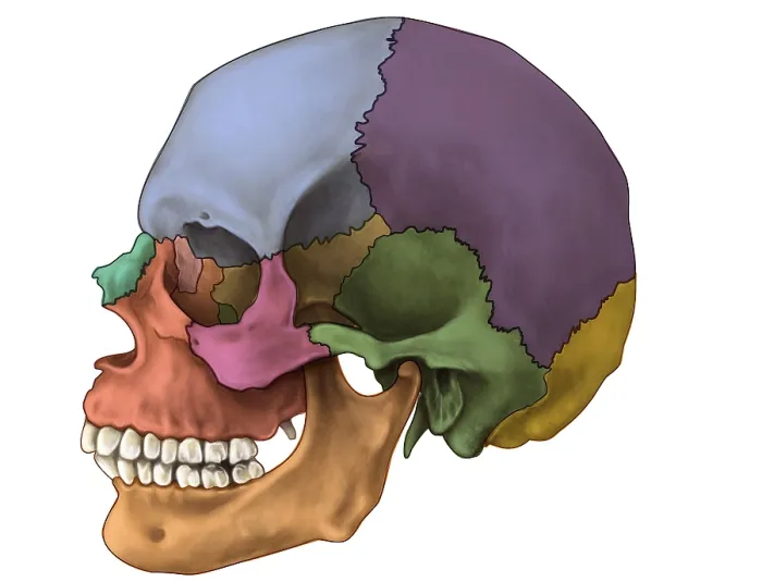 Framed Print : Bones of the Skull (Lateral) Framed Print : Bones of the Skull (Lateral)