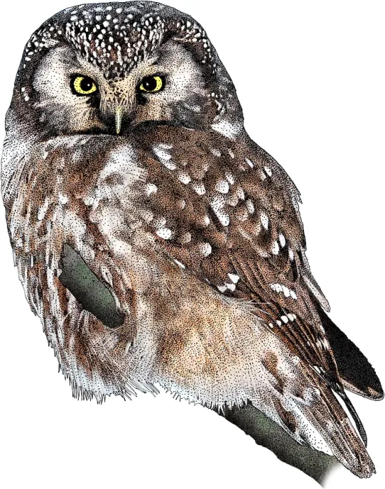 Framed Print : Boreal Owl, Aegolius funereus, Illustration Framed Print : Boreal Owl, Aegolius funereus, Illustration