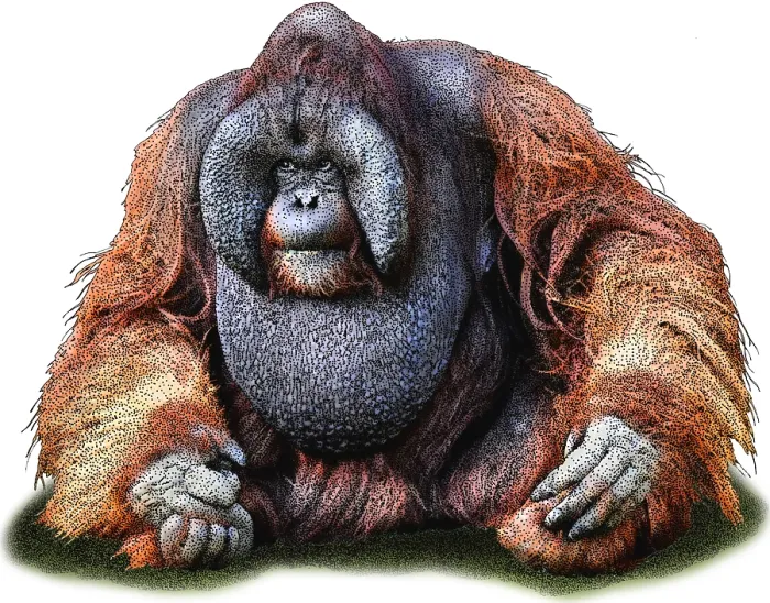 Framed Print : Bornean orangutan