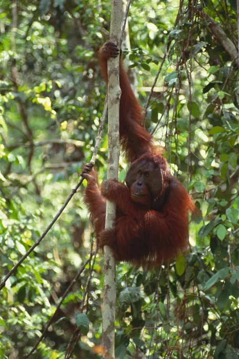 Framed Print : Bornean Orangutan Framed Print : Bornean Orangutan