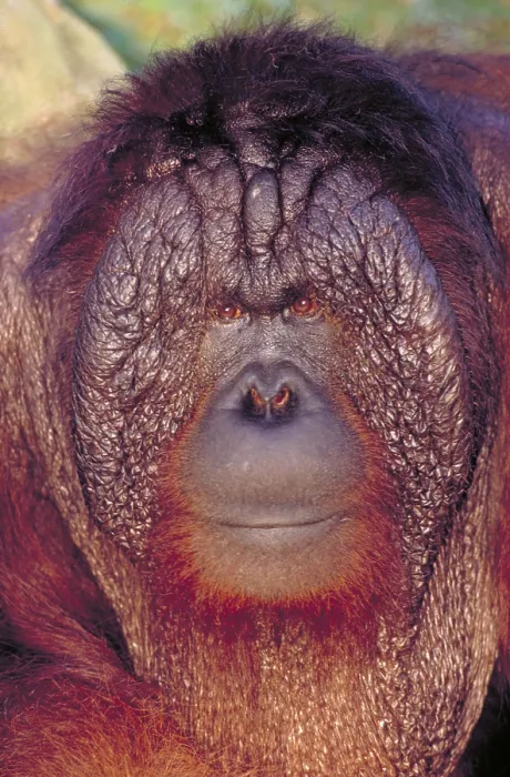 Framed Print : Bornean orangutan Framed Print : Bornean orangutan
