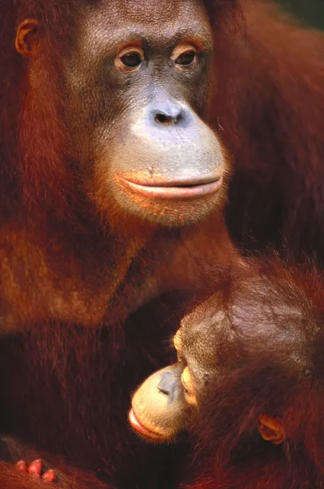 Framed Print : Bornean Orangutan Framed Print : Bornean Orangutan