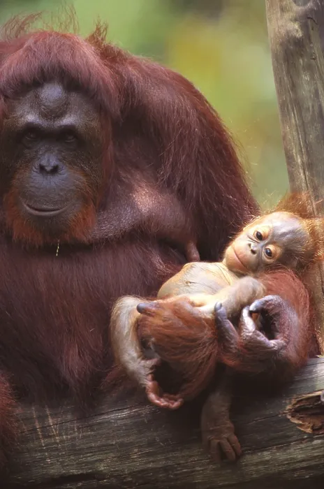 Framed Print : Bornean Orangutan with baby Framed Print : Bornean Orangutan with baby