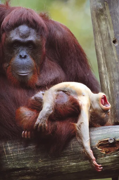 Framed Print : Borneon orangutan with baby Framed Print : Borneon orangutan with baby