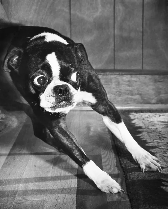 Framed Print : Boston Terrier Framed Print : Boston Terrier