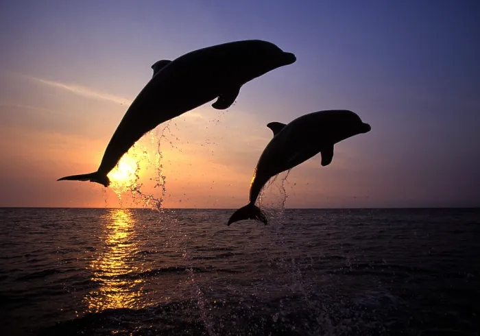 Framed Print : Bottlenose Dolphin Framed Print : Bottlenose Dolphin