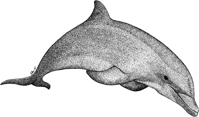 Framed Print : Bottlenose Dolphin Framed Print : Bottlenose Dolphin