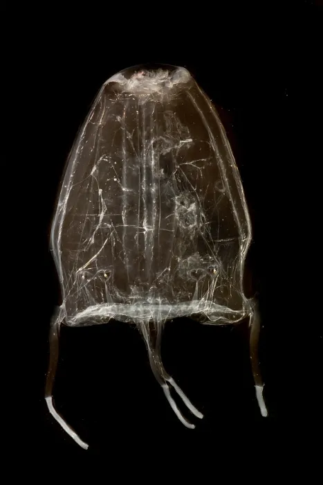 Framed Print : Box Jelly or 'Sea Wasp'
