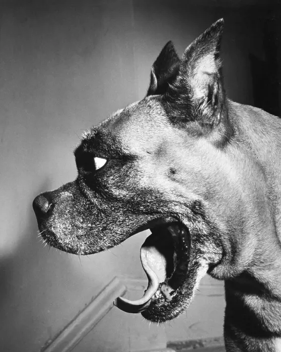 Framed Print : Boxer Framed Print : Boxer