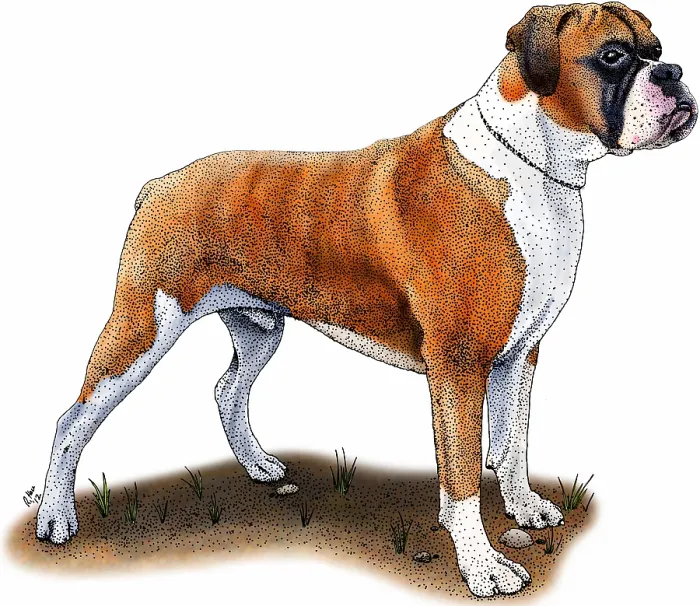 Framed Print : Boxer Dog. Boxer dog, a popular breed of dog. Illustration Framed Print : Boxer Dog. Boxer dog, a popular breed of dog. Illustration