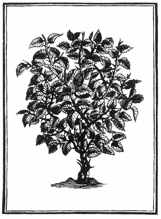 Framed Print : BQ2310. Myrrh Framed Print : BQ2310. Myrrh
