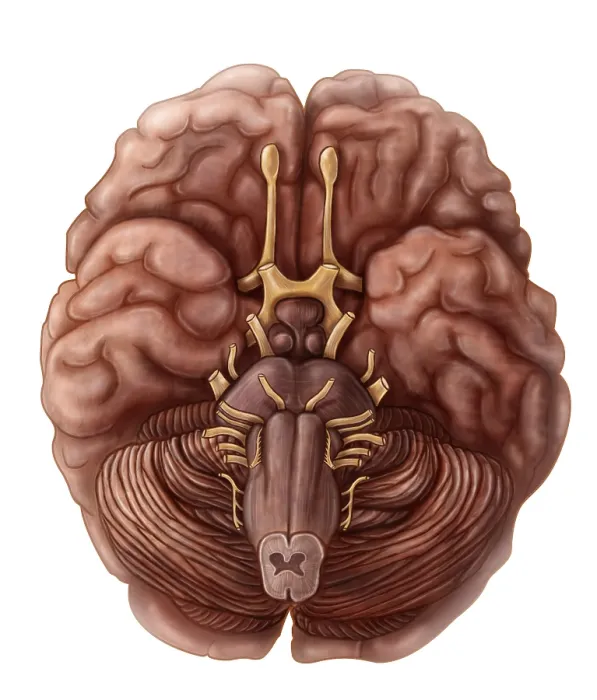 Framed Print : Brain and Cranial Nerves Framed Print : Brain and Cranial Nerves