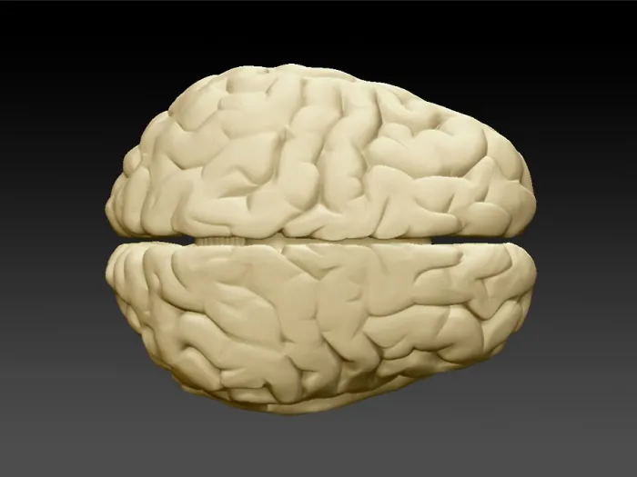 Framed Print : Brain External Anatomy Superior View Framed Print : Brain External Anatomy Superior View