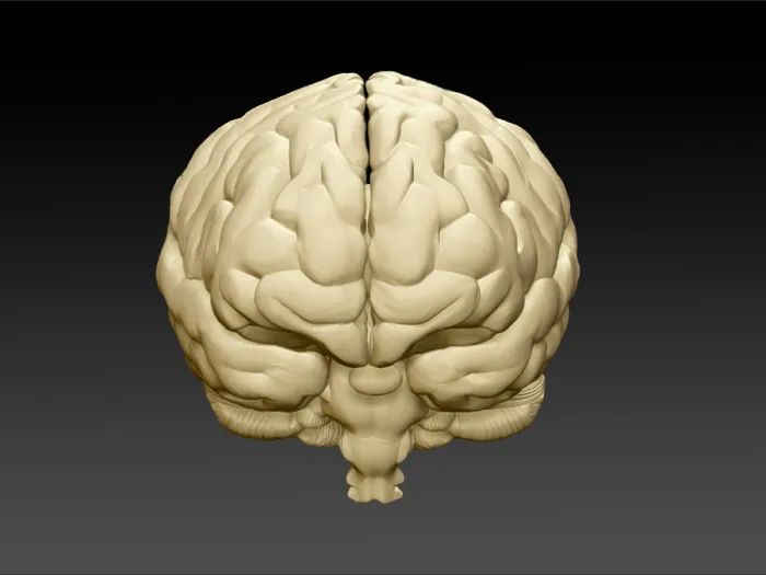 Framed Print : Brain, Frontal View, Illustration Framed Print : Brain, Frontal View, Illustration