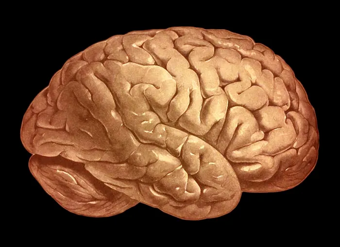 Framed Print : Brain illustration from an old human anatomy book Framed Print : Brain illustration from an old human anatomy book