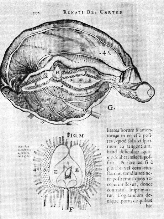 Framed Print : Brain and Pineal Gland Framed Print : Brain and Pineal Gland