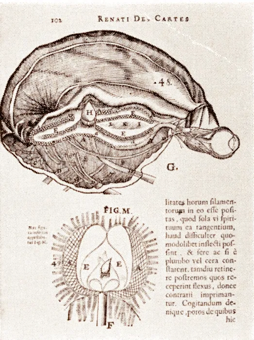 Framed Print : Brain and Pineal Gland Framed Print : Brain and Pineal Gland