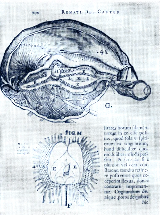 Framed Print : Brain and Pineal Gland Framed Print : Brain and Pineal Gland