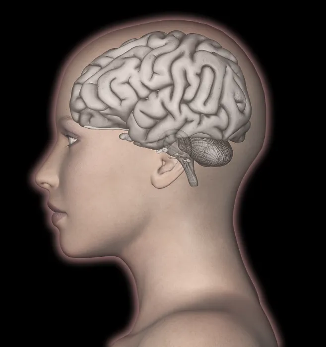 Framed Print : Brain and Woman's Head Framed Print : Brain and Woman's Head