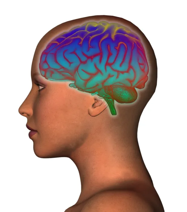 Framed Print : Brain and Woman's Head Framed Print : Brain and Woman's Head