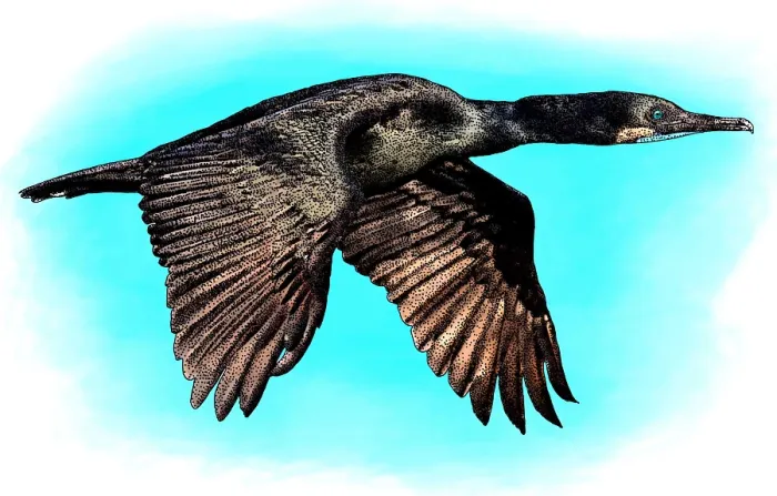 Framed Print : Brandts Cormorant Framed Print : Brandts Cormorant