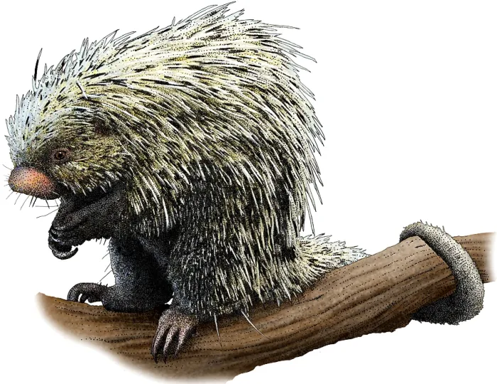 Framed Print : Brazilian Porcupine, Illustration Framed Print : Brazilian Porcupine, Illustration