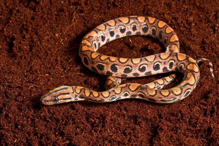 Framed Print : Brazilian Rainbow Boa Framed Print : Brazilian Rainbow Boa
