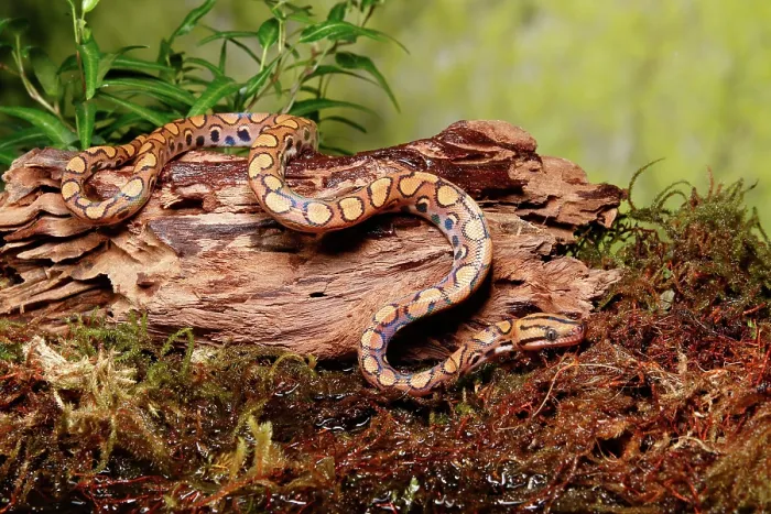 Framed Print : Brazilian Rainbow Boa