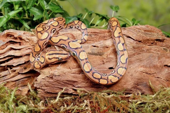 Framed Print : Brazilian Rainbow Boa