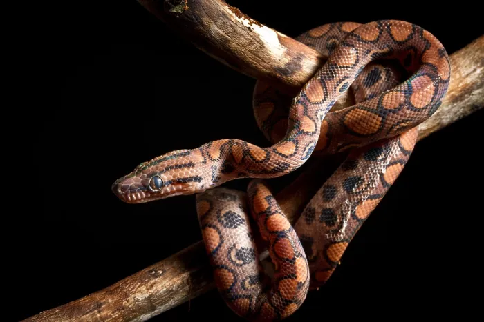 Framed Print : Brazilian Rainbow Boa on branch Framed Print : Brazilian Rainbow Boa on branch