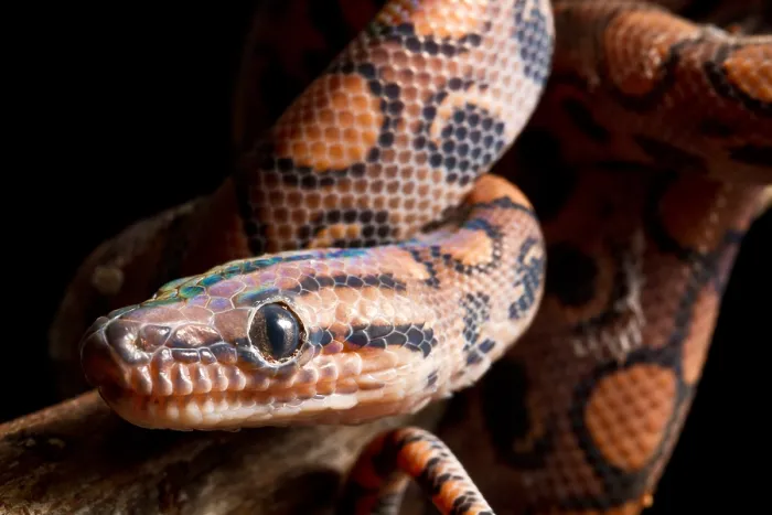 Framed Print : Brazilian Rainbow Boa on branch