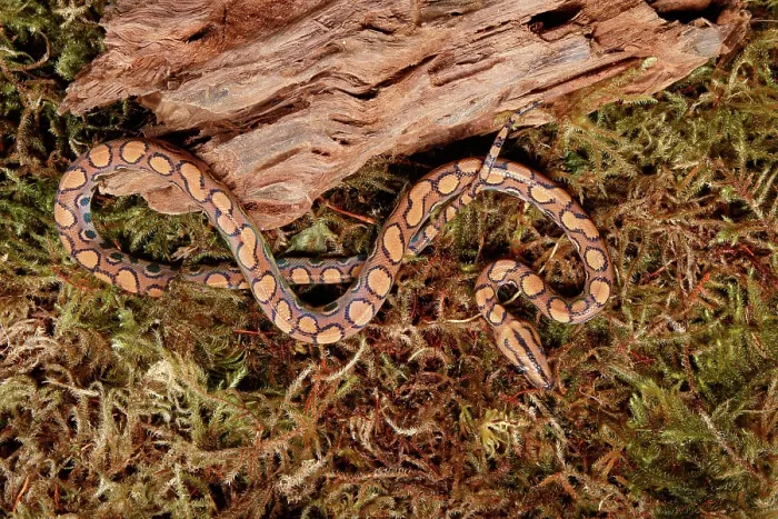 Framed Print : Brazilian Rainbow Boa on moss