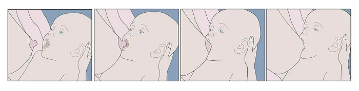 Framed Print : Breastfeeding, latching Framed Print : Breastfeeding, latching