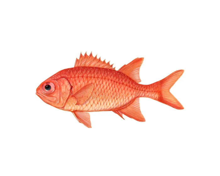 Framed Print : Brick Soldierfish (Myripristis amaena) Framed Print : Brick Soldierfish (Myripristis amaena)