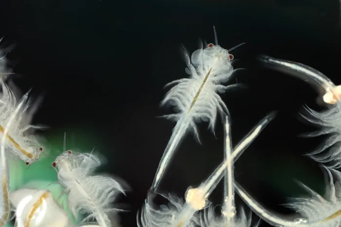 Framed Print : Brine shrimp Framed Print : Brine shrimp