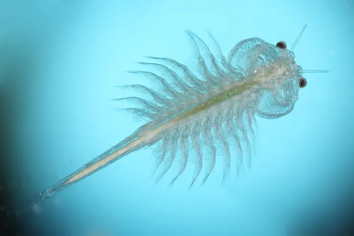 Framed Print : Brine shrimp