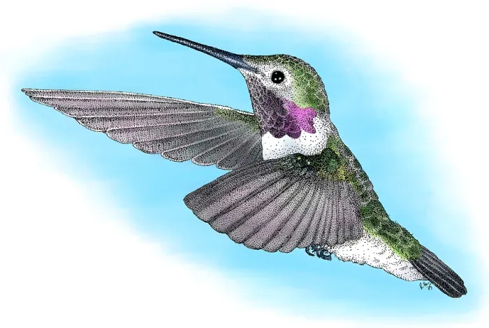 Framed Print : Broad-Tailed Hummingbird