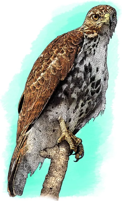 Framed Print : Broad Winged Hawk Framed Print : Broad Winged Hawk
