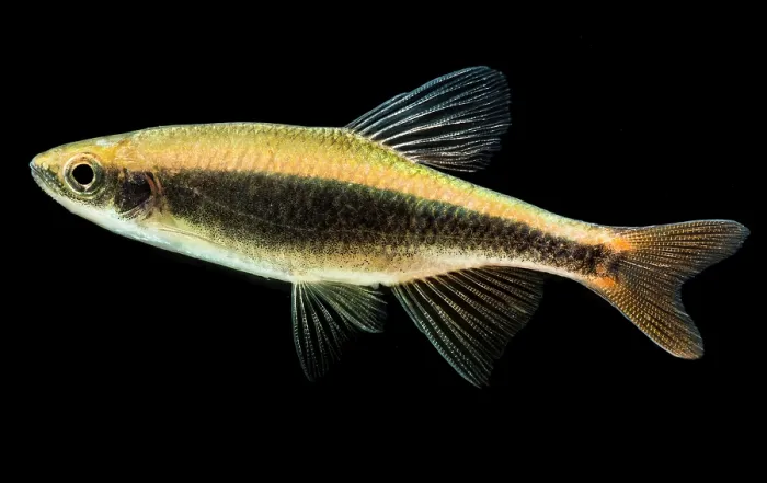 Framed Print : Broadstripe Shiner (Pteronotropis euryzonus) Framed Print : Broadstripe Shiner (Pteronotropis euryzonus)