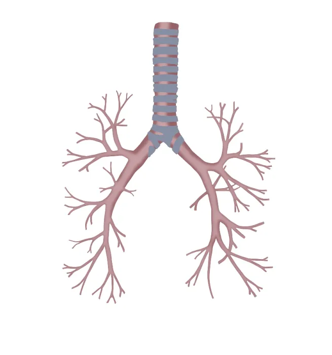 Framed Print : Bronchus. Illustration of the bronchus Framed Print : Bronchus. Illustration of the bronchus