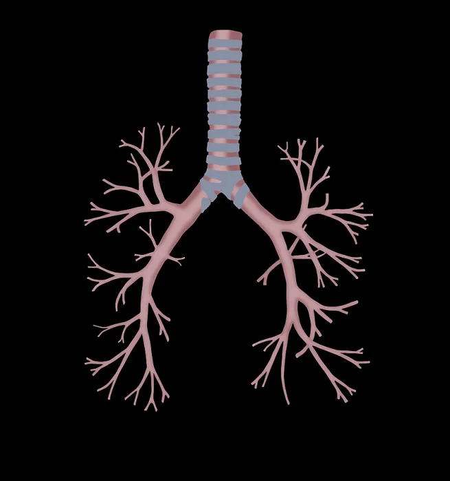 Framed Print : Bronchus. Illustration of the bronchus