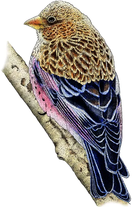 Framed Print : Brown-Capped Rosy Finch