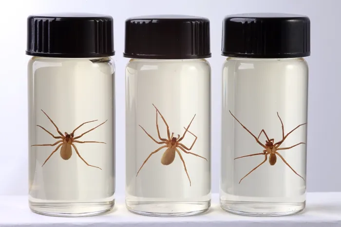 Framed Print : Brown Recluse Spider Framed Print : Brown Recluse Spider