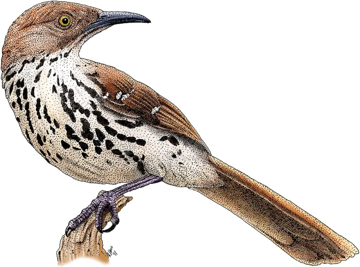 Framed Print : Brown Thrasher